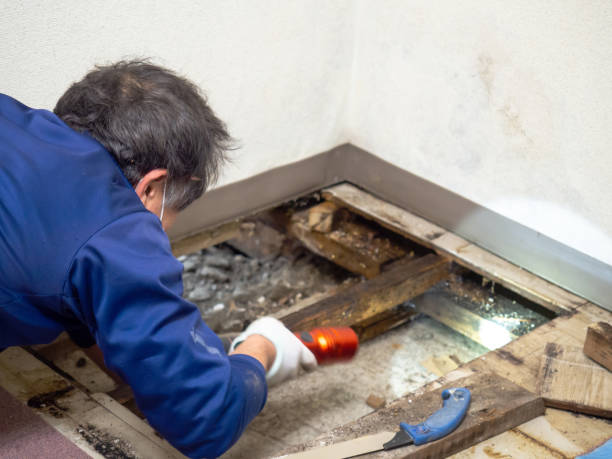 Best Residential Mold Removal  in Ives Estates, FL
