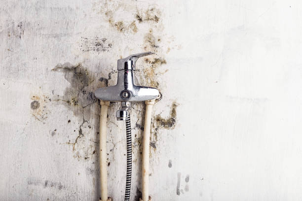 Best Local Mold Removal Service  in Ives Estates, FL