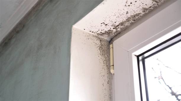 Best Residential Mold Removal  in Ives Estates, FL