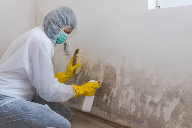 Best Mold Remediation  in Ives Estates, FL