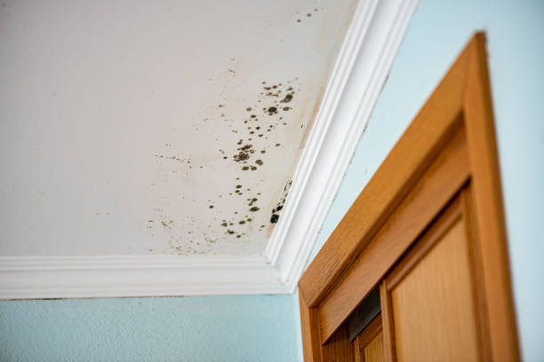 Best Emergency Mold Removal  in Ives Estates, FL