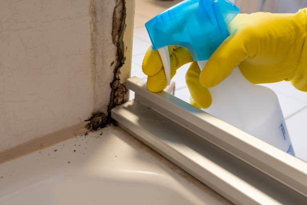 Best Certified Mold Removal  in Ives Estates, FL