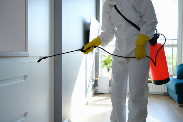 Best Certified Mold Removal  in Ives Estates, FL