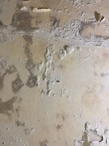 Best Toxic Mold Removal  in Ives Estates, FL
