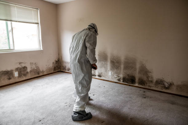 Best Office Mold Removal Services  in Ives Estates, FL