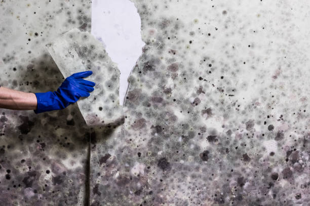 Best Black Mold Removal  in Ives Estates, FL