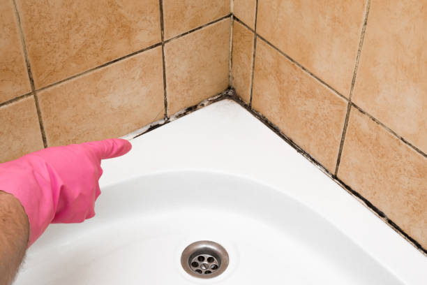 Certified Mold Removal in Ives Estates, FL