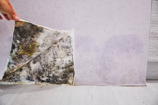 Best Mold Removal Specialists  in Ives Estates, FL